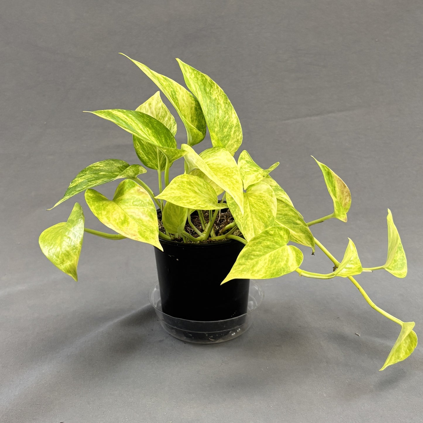 Pothos 'Neon Queen'