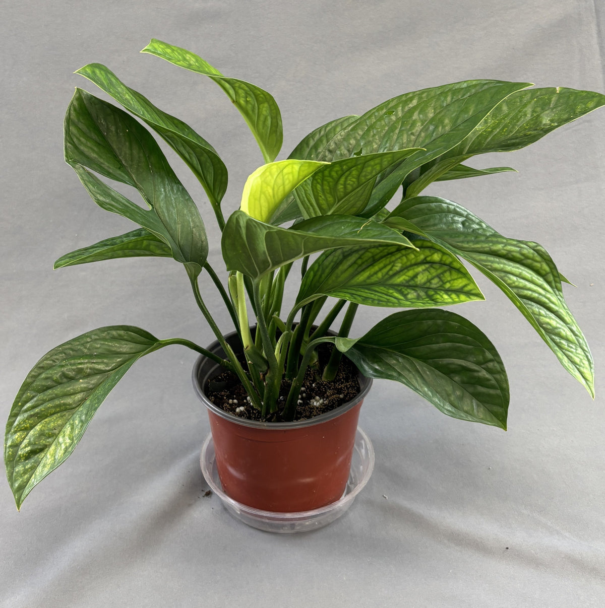 Monstera pinnatipartita