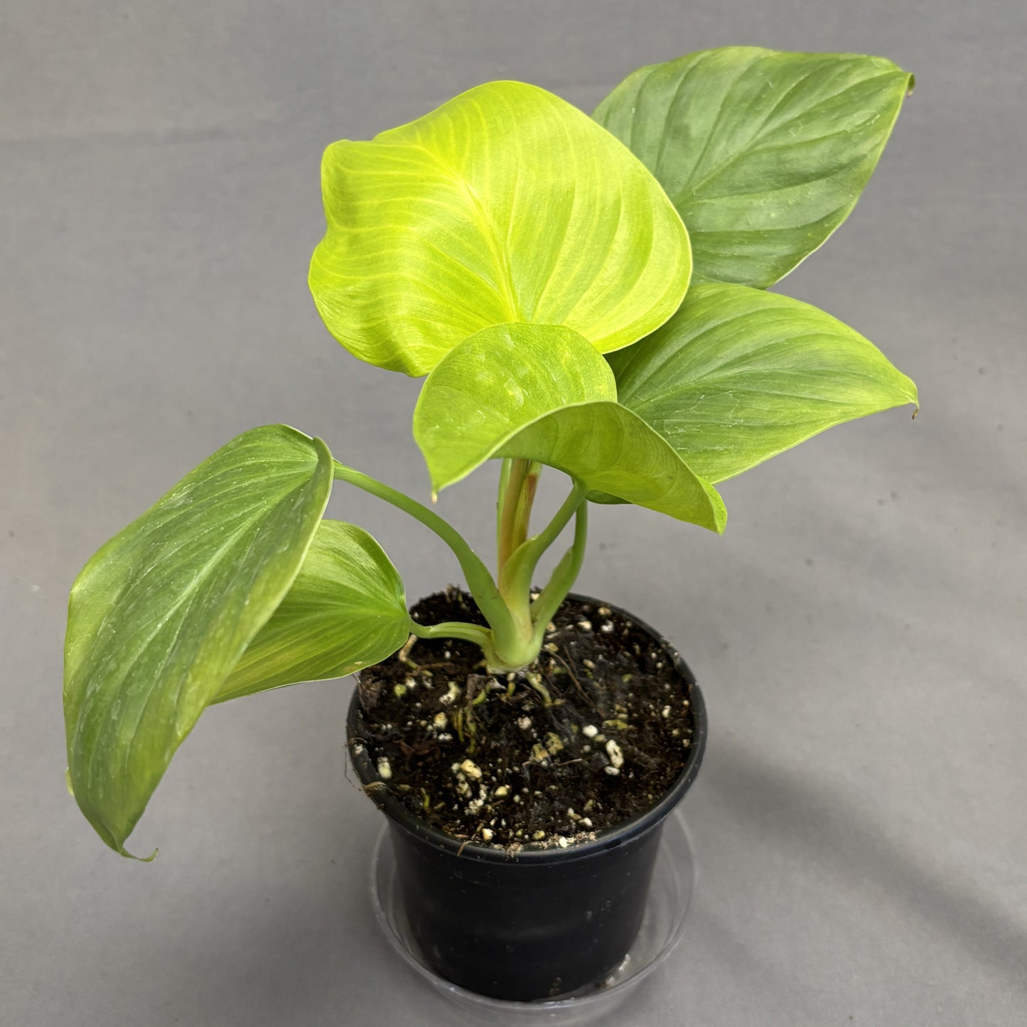 Homalomena 'Emerald Gem'