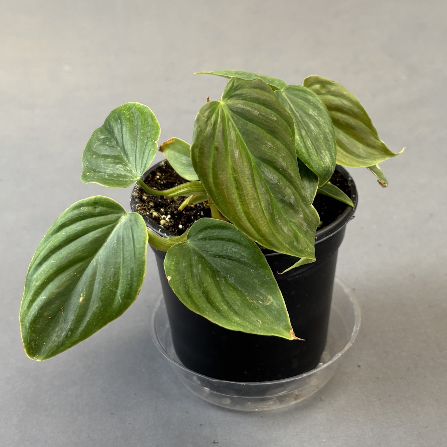 Philodendron Majestic