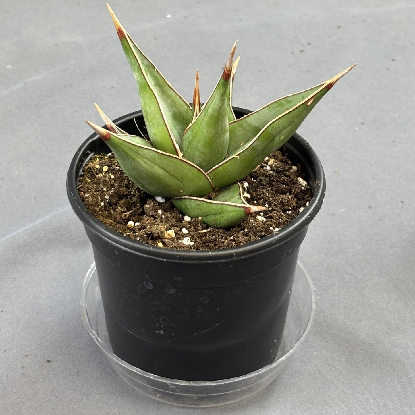 Walking Snake Plant