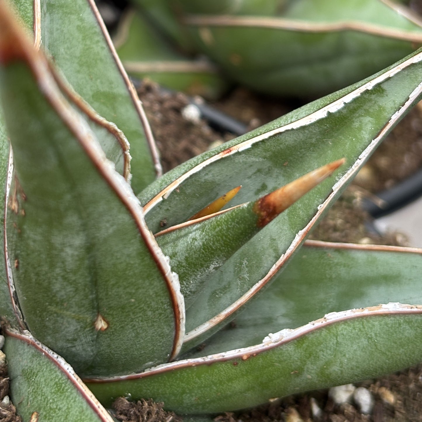 Walking Snake Plant