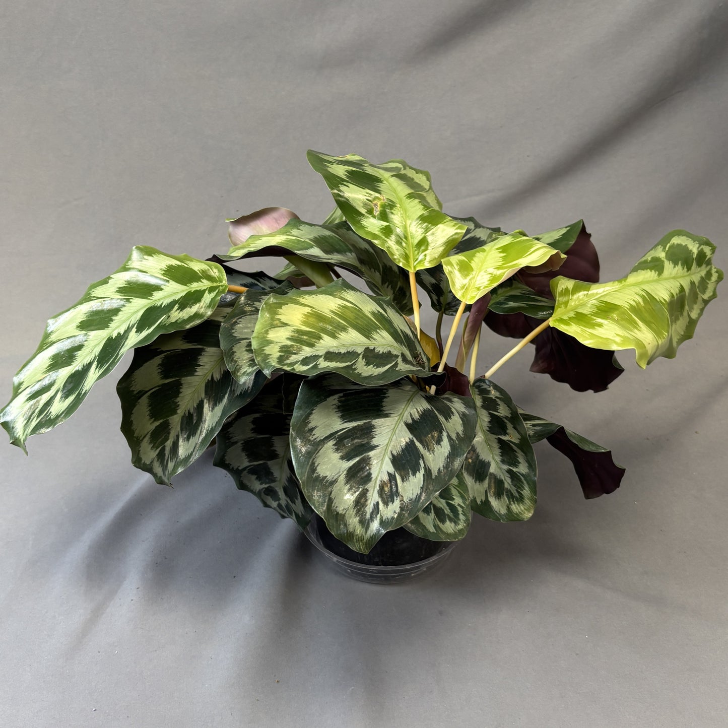 Calathea Helen Kennedy