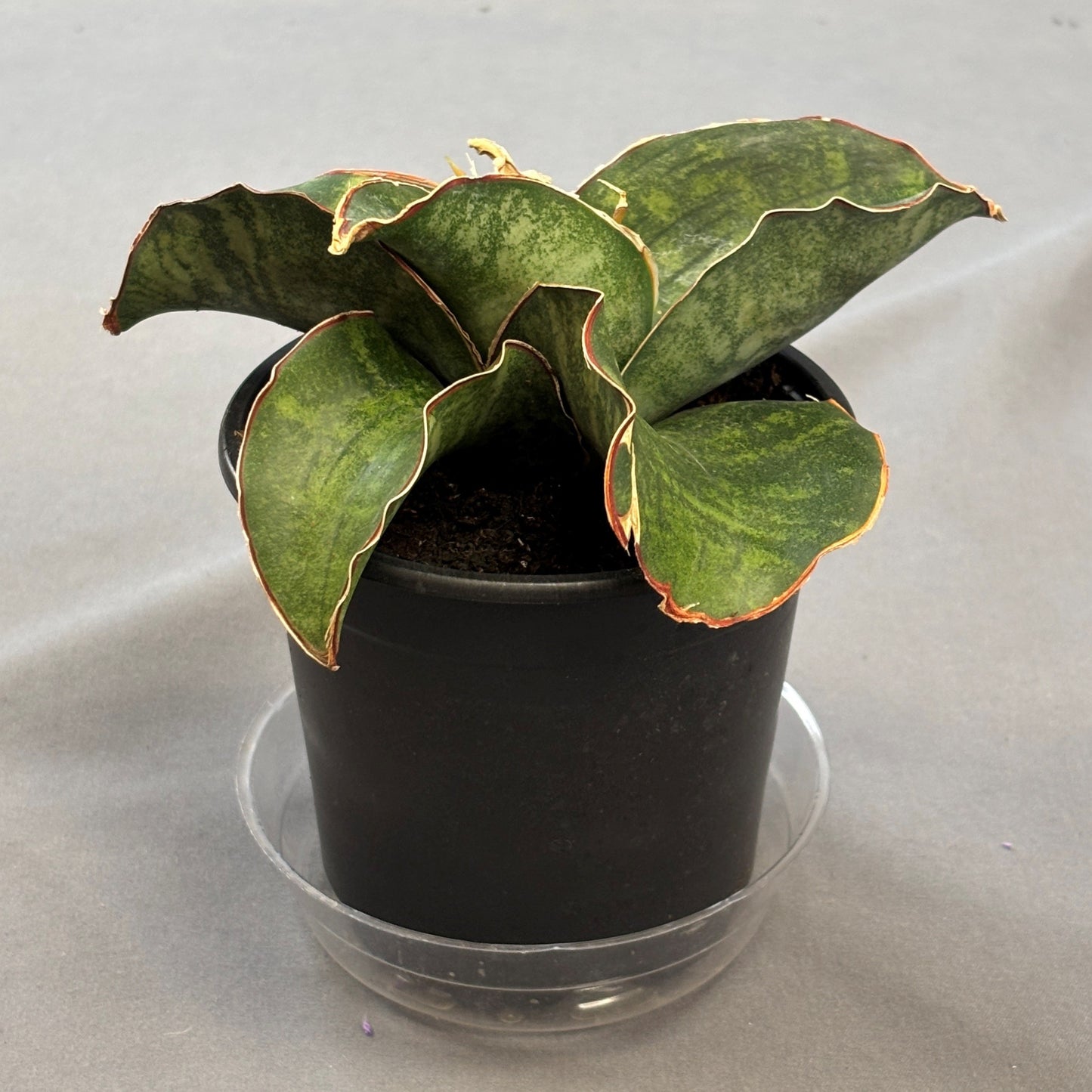 Snake Plant 'Dragon Wing'