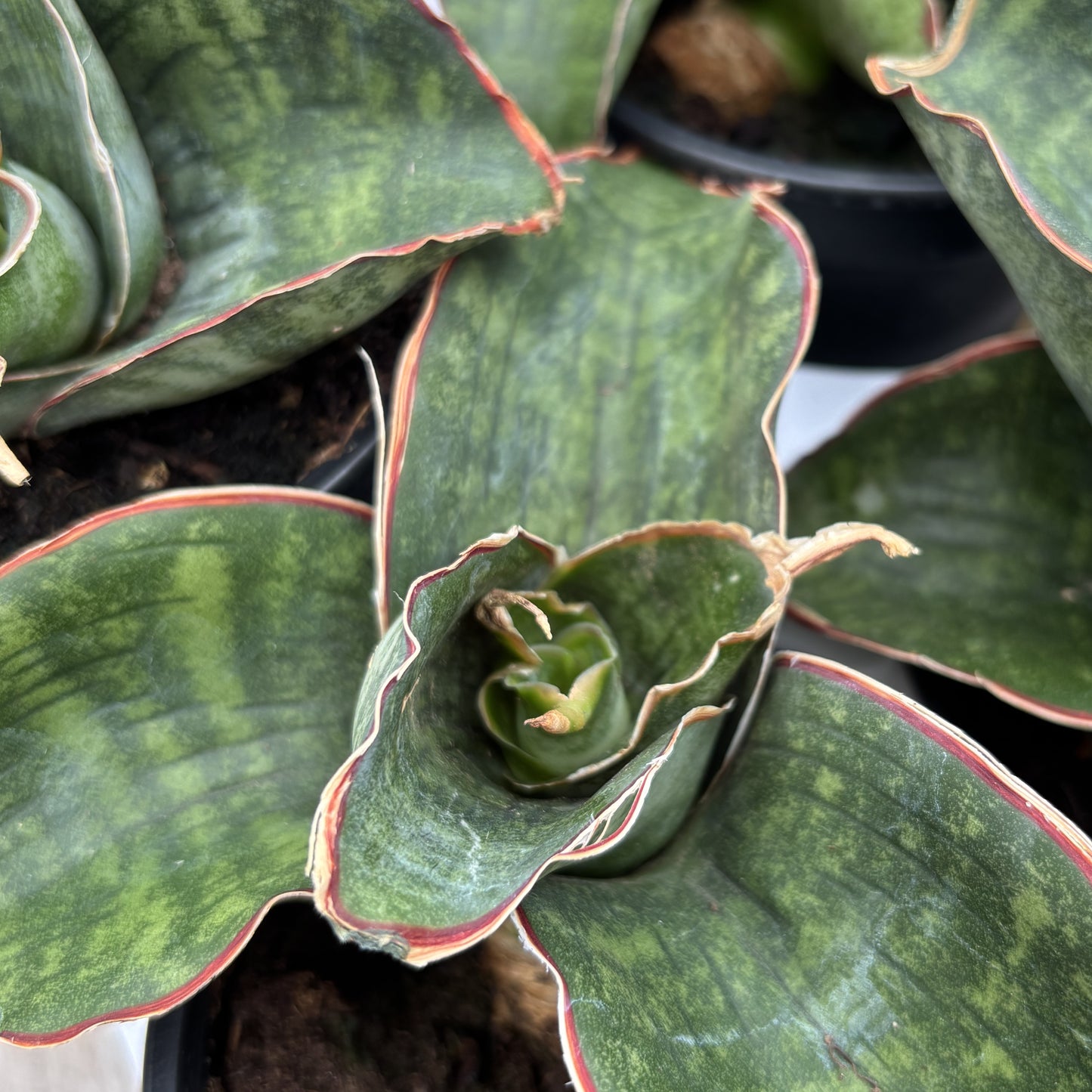Snake Plant 'Dragon Wing'