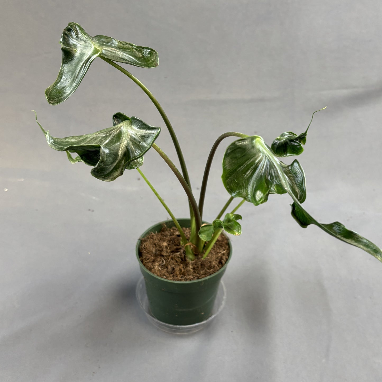 Alocasia Teletubby