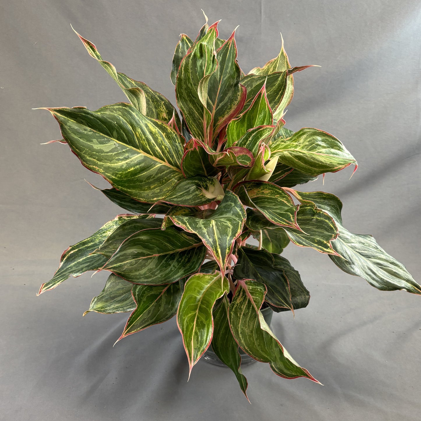 Aglaonema Moonstone