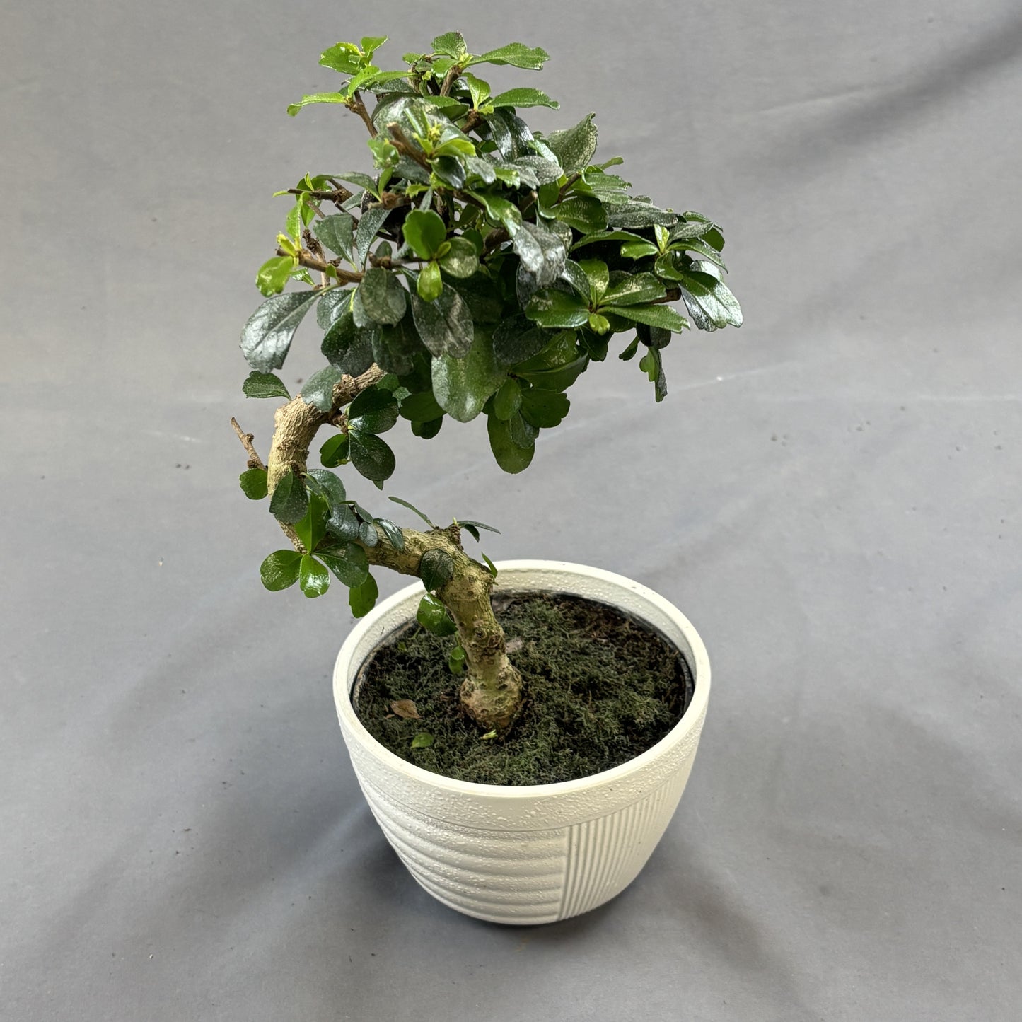 Ficus Microcarpa