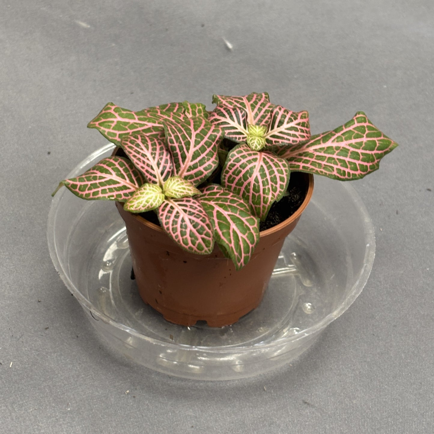 Fittonia albivenis