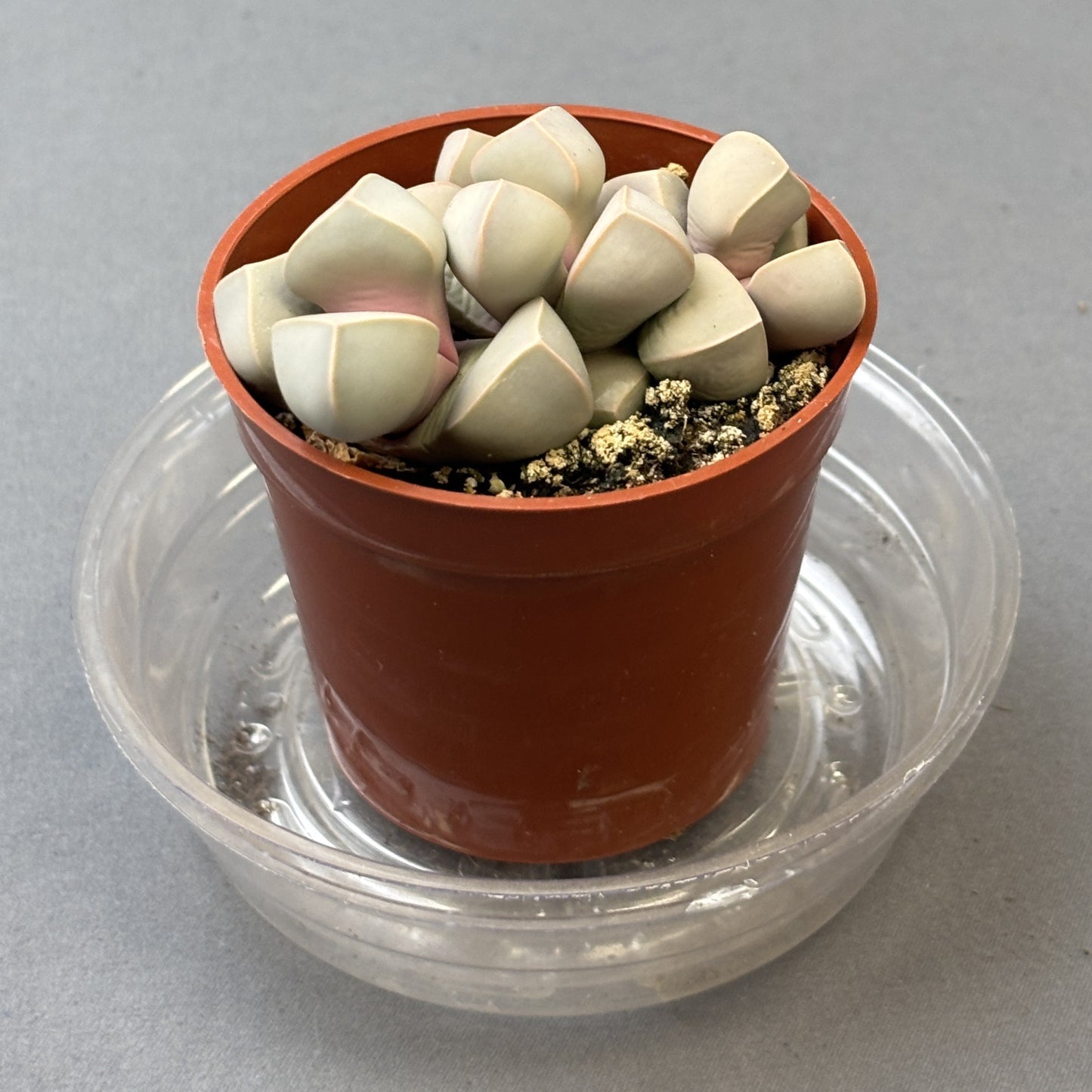 Split Rock Cactus