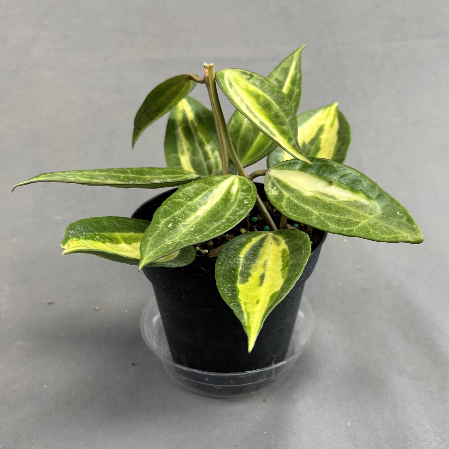 Hoya 'Pot of Gold'