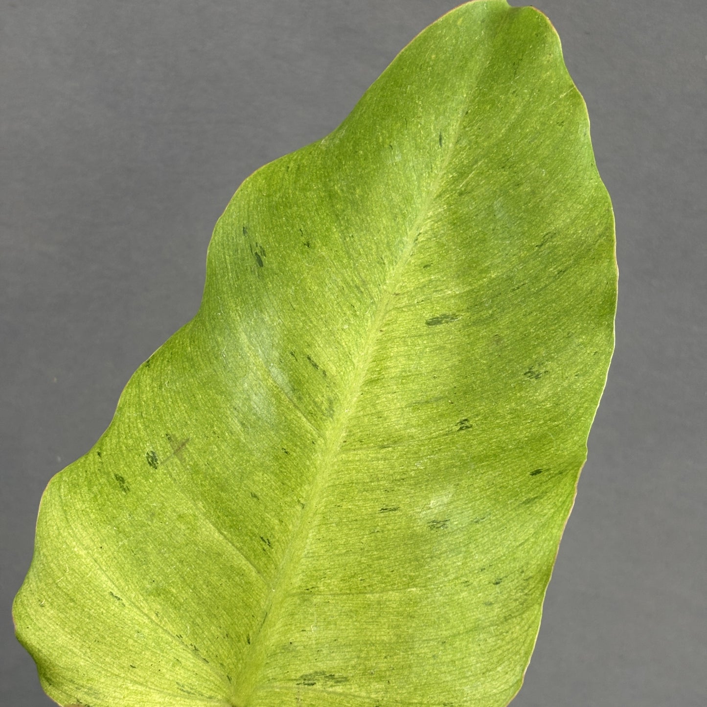 Philodendron Snowdrift Variegated
