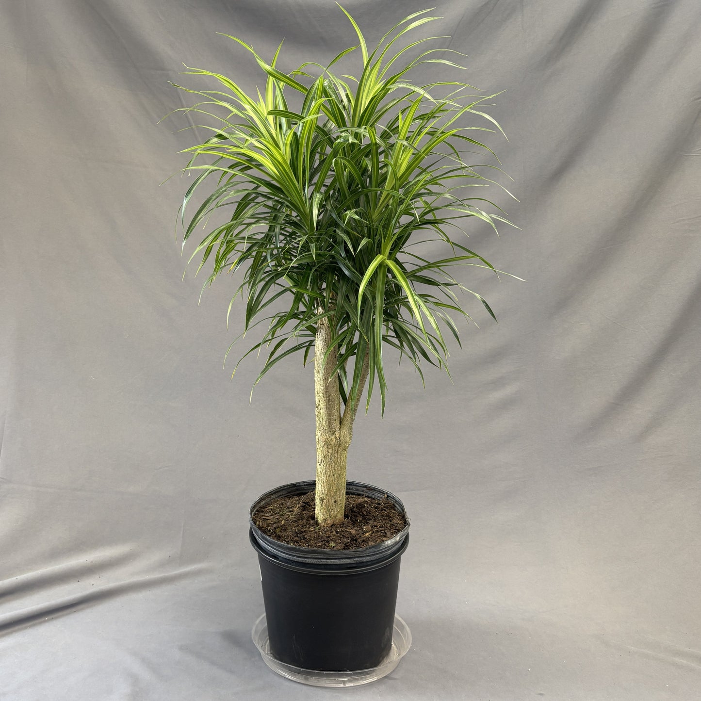 Dracaena 'Anita'