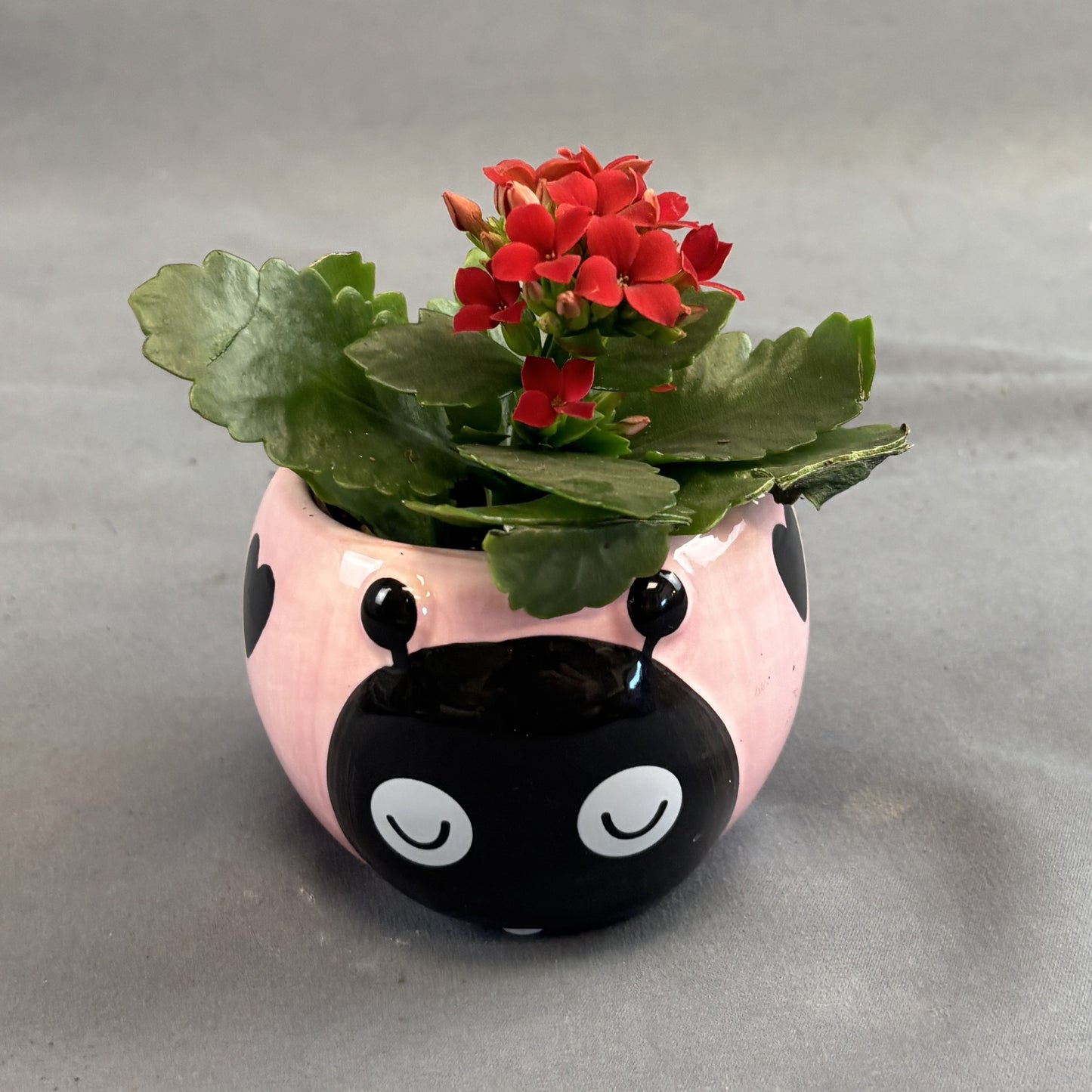 Kalanchoe