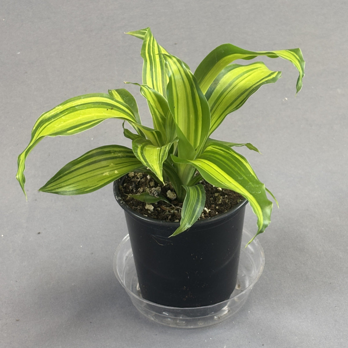 Dracaena 'Massangeana'