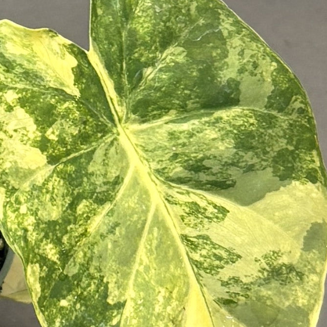 Alocasia gageana Aurea