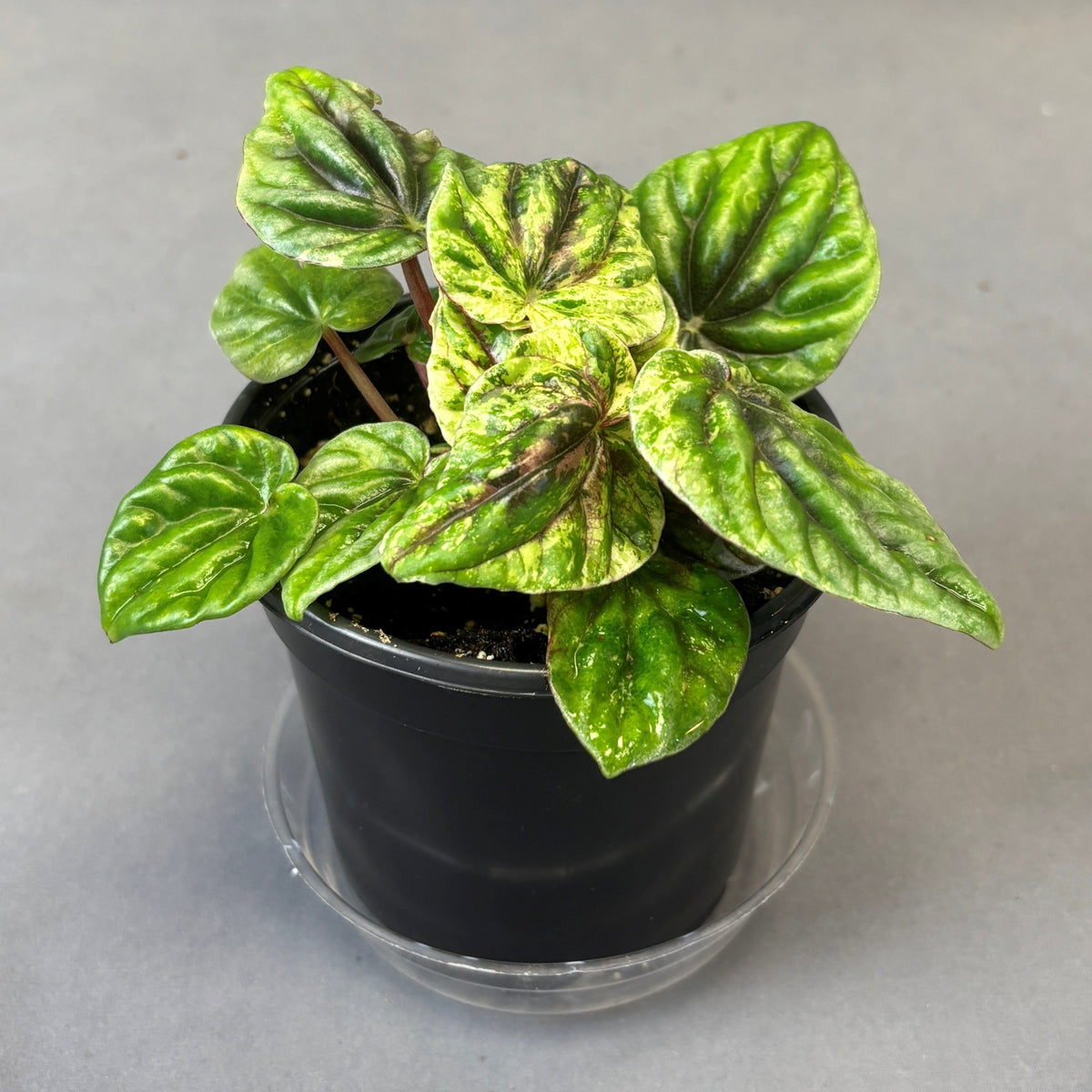 Peperomia Buenos Aires