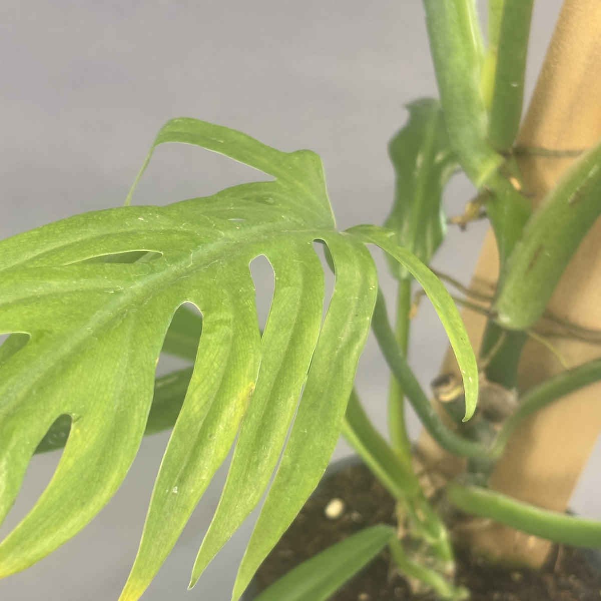 Philodendron elegans