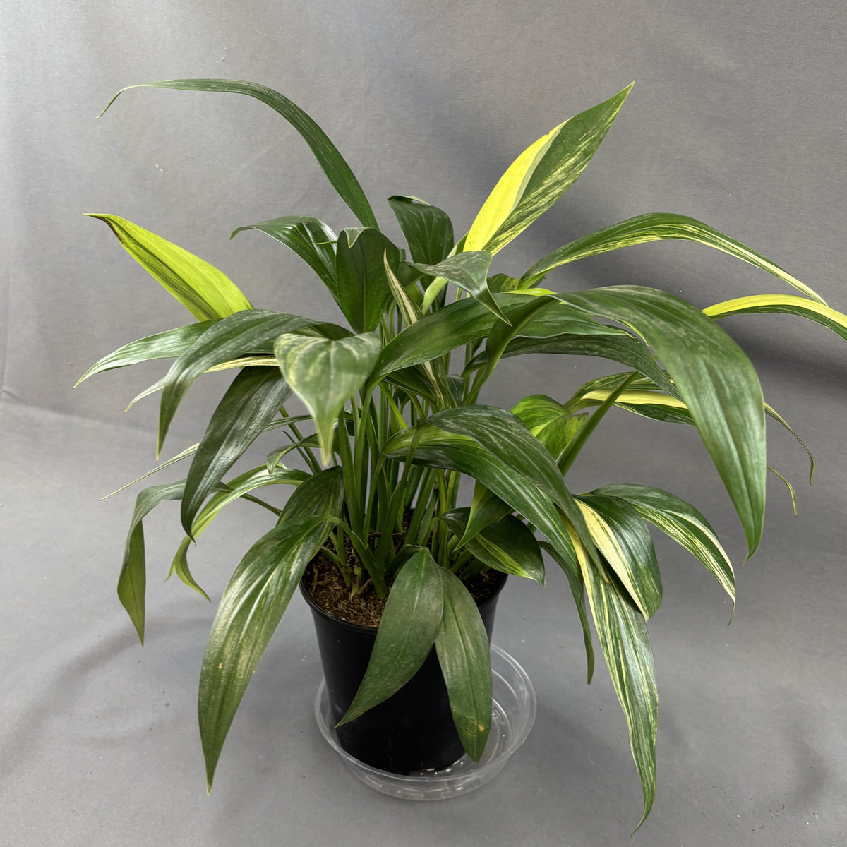 Pothos Amplissimum Aurea