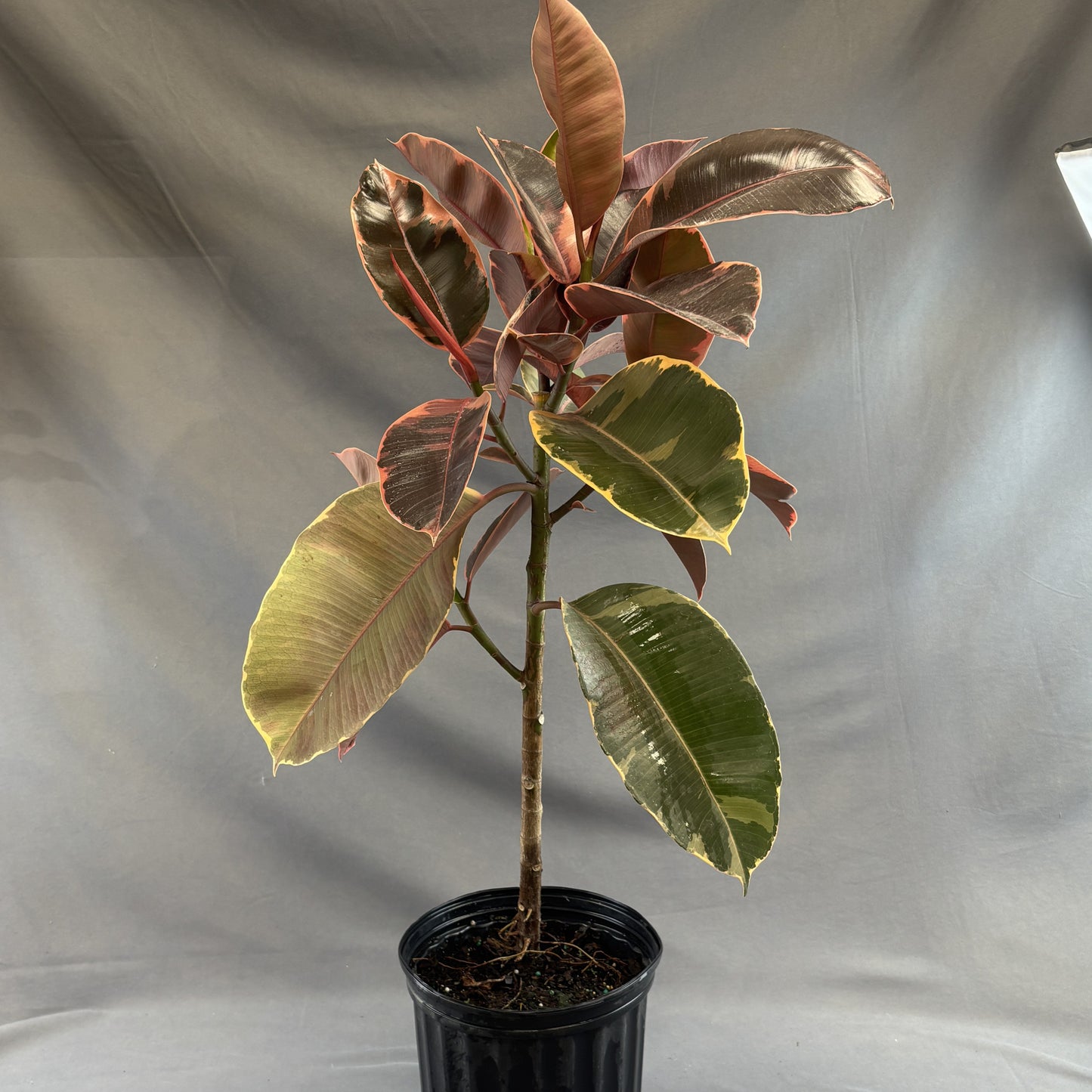Ficus 'Ruby'