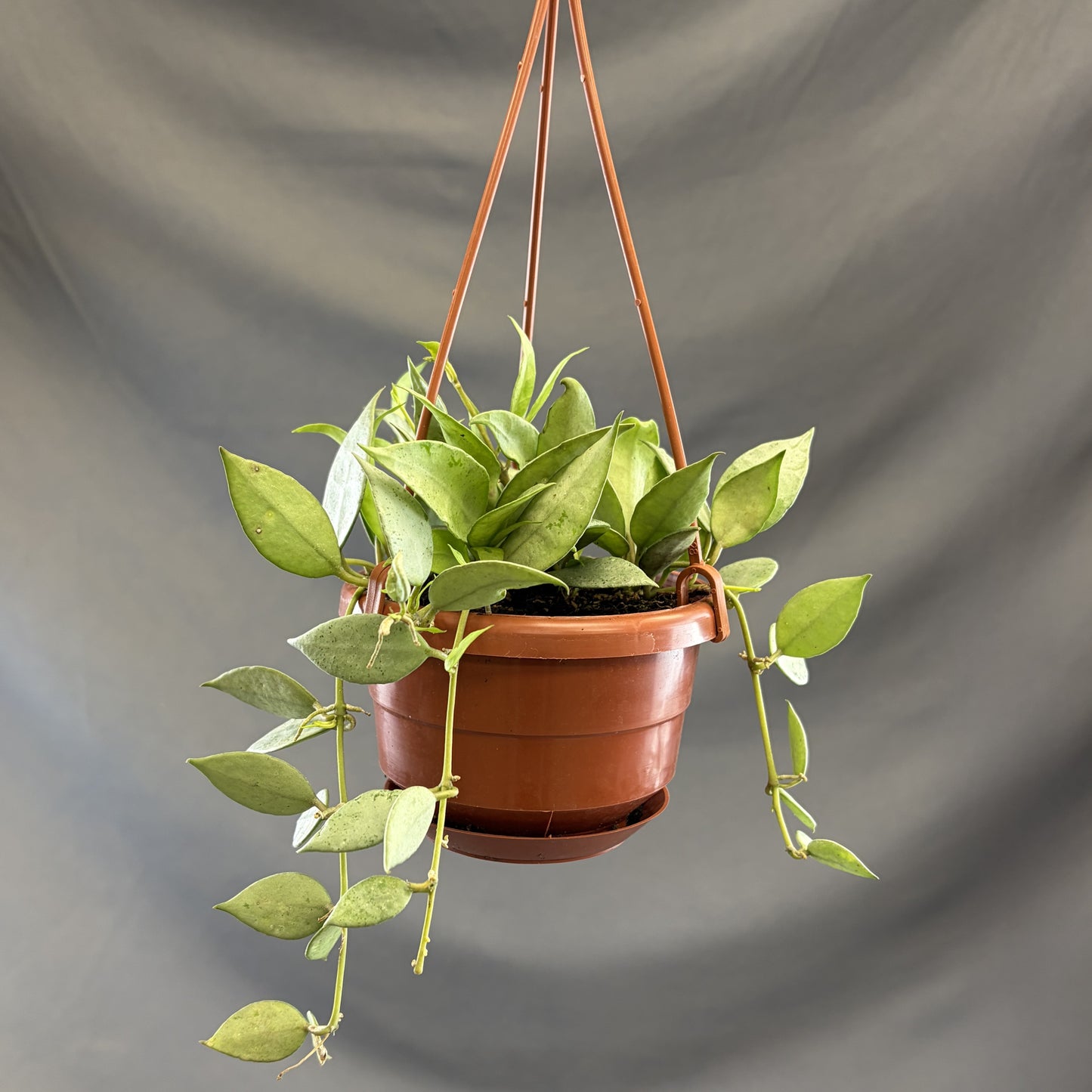 Hoya Mint