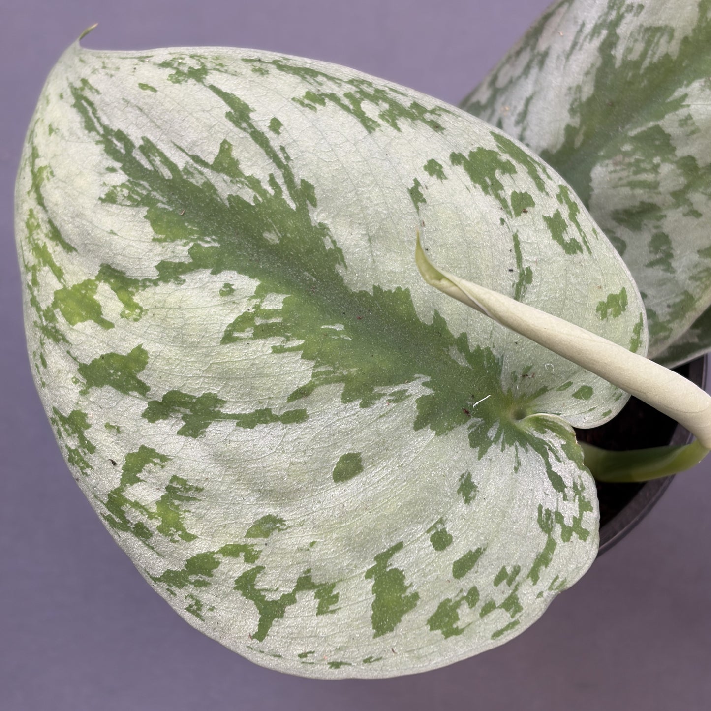 Scindapsus Trebuii 'Moonlight'
