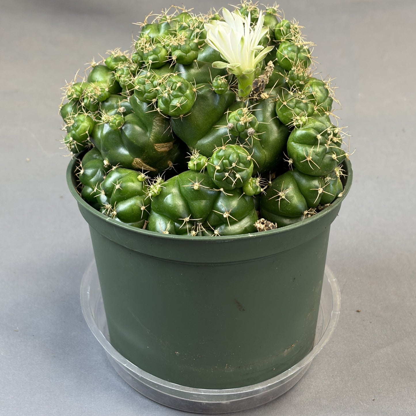Gymnocalycium damsii