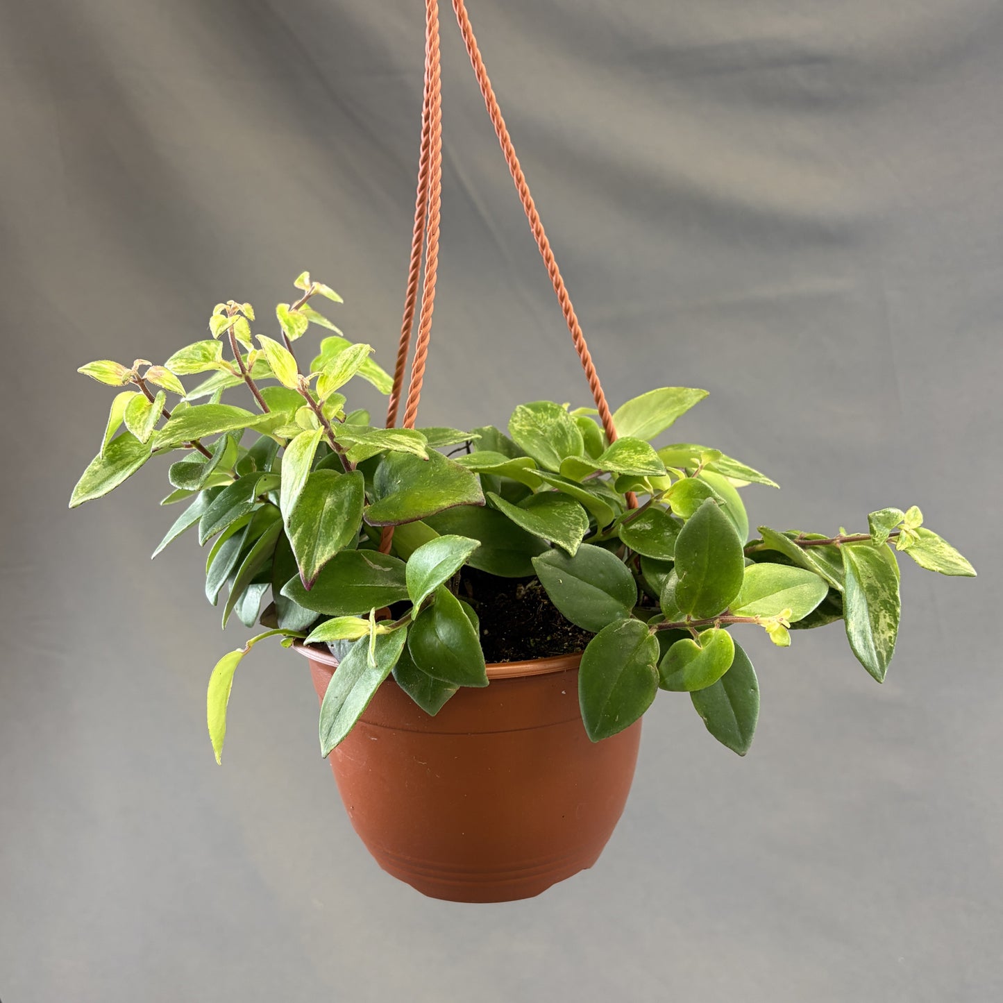 Lipstick Plant