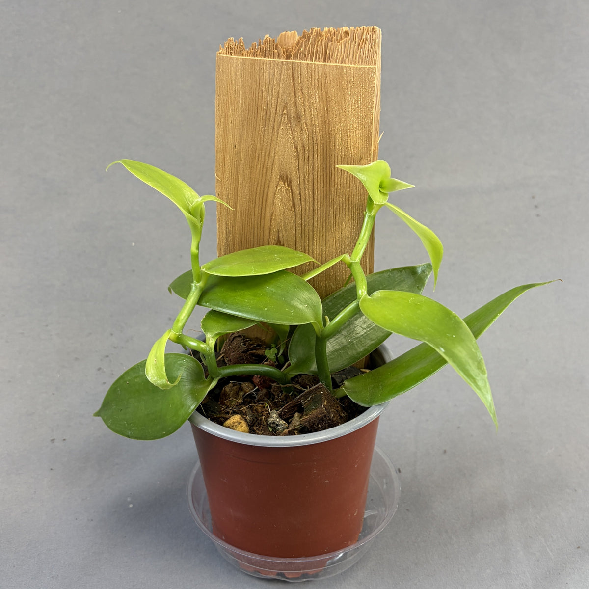 Orchid Vanilla Flat-Leaved