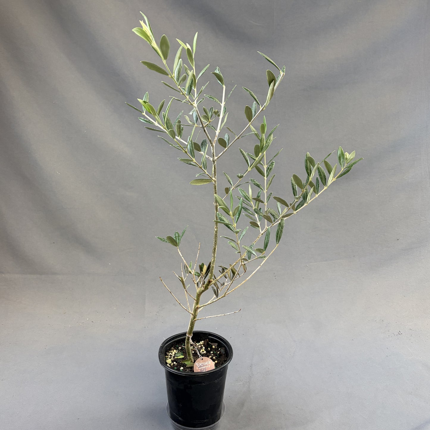 Olive Plant