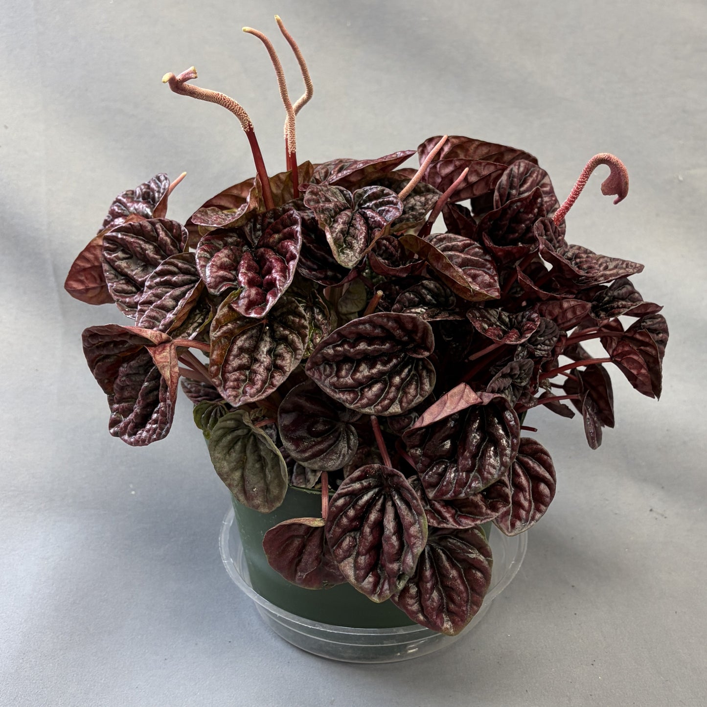 Peperomia Ripple