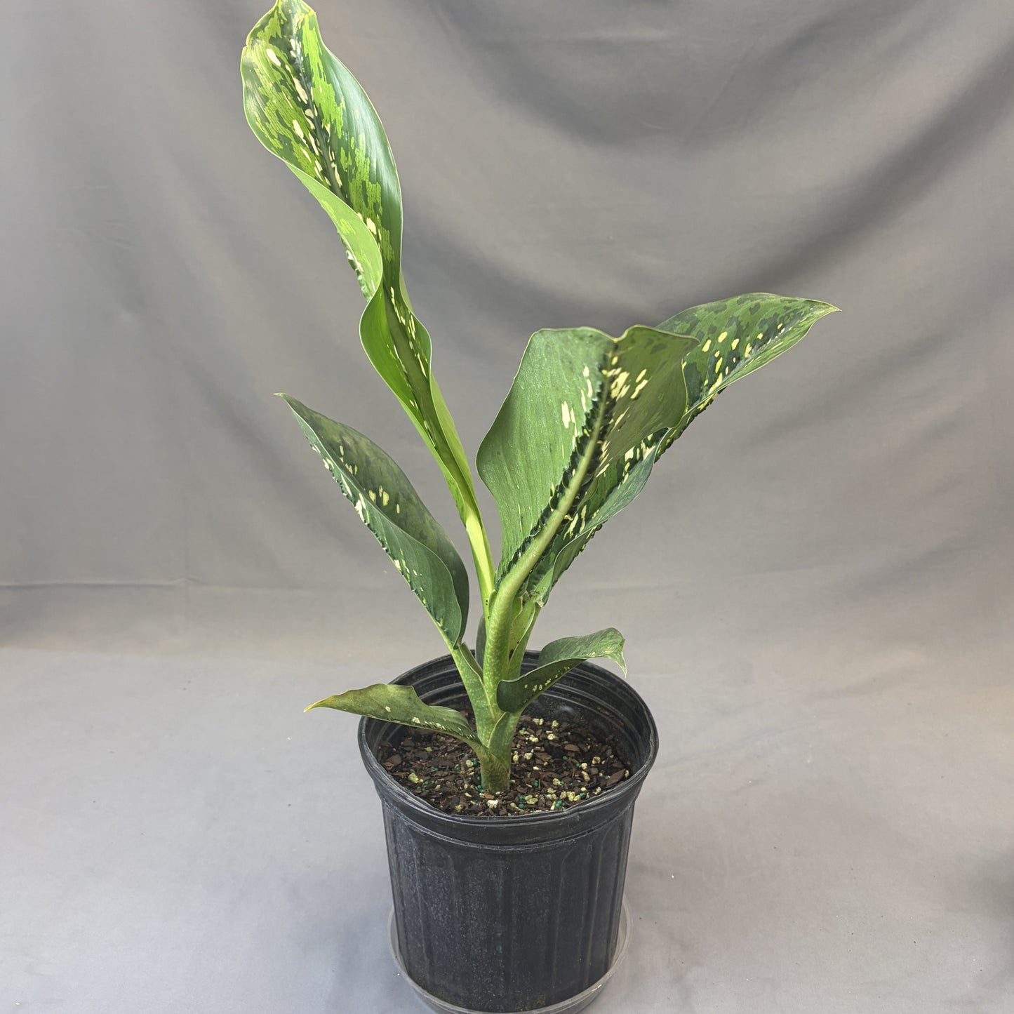 Dieffenbachia 'Crocodile'