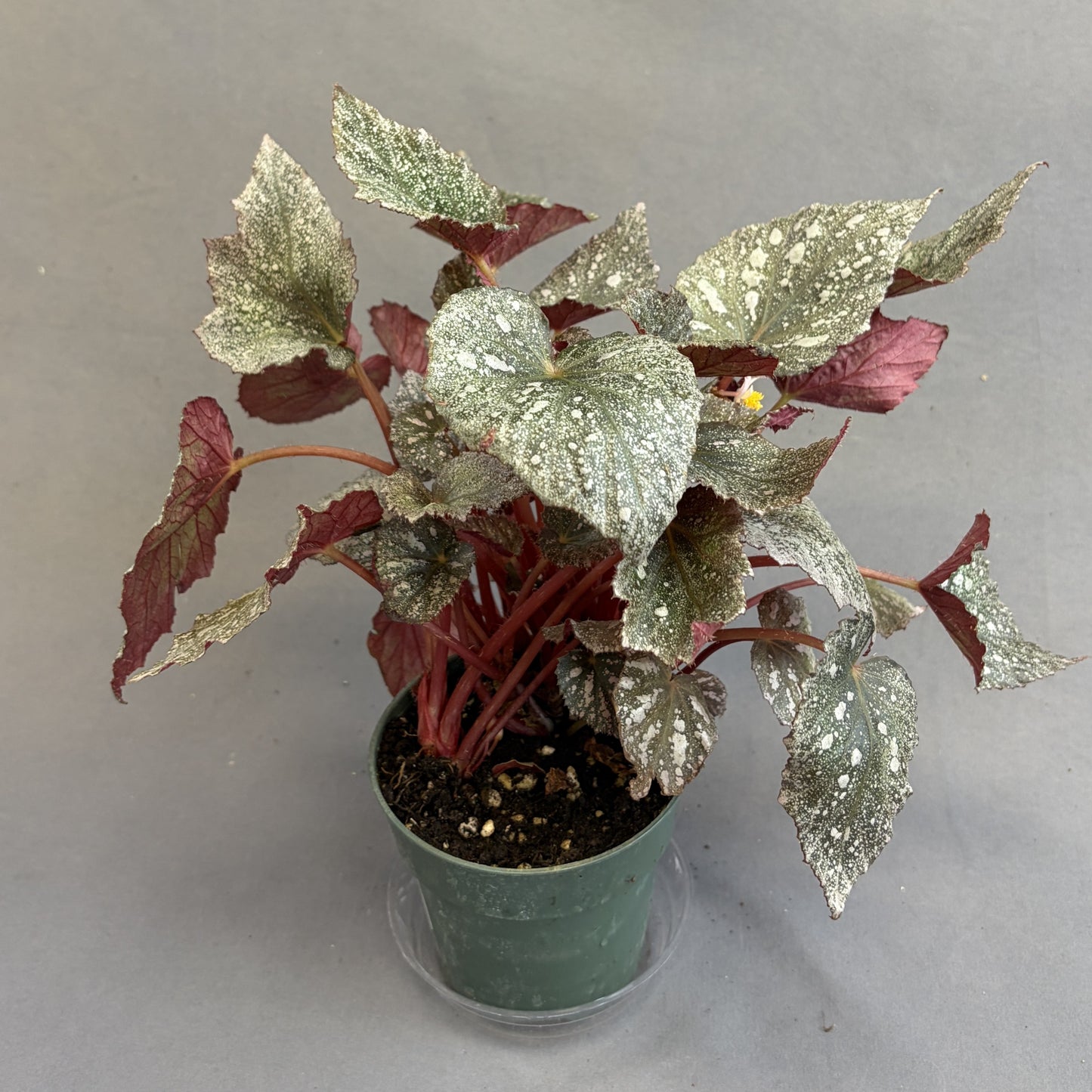Begonia 'Frost'