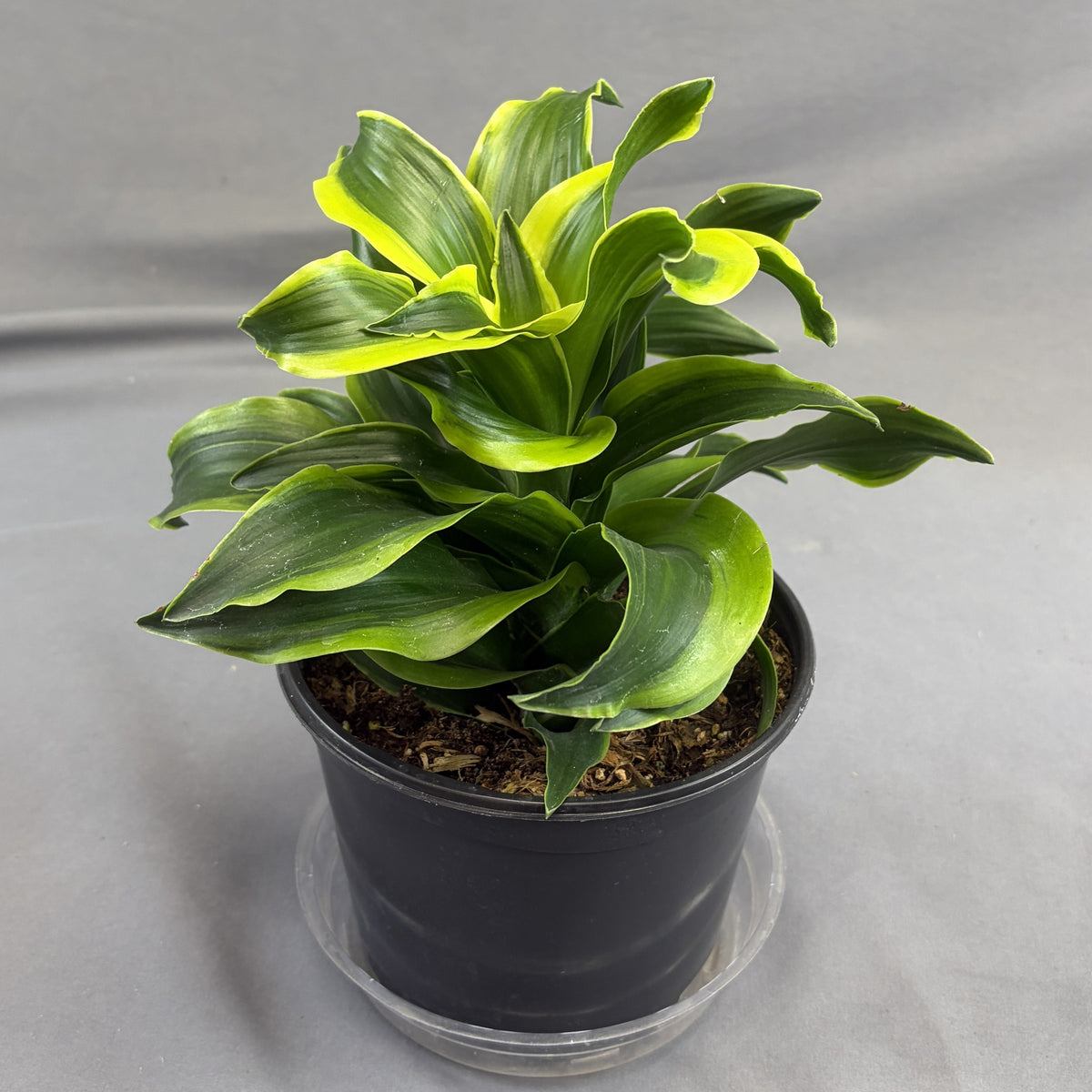 Dracaena 'Tornado'