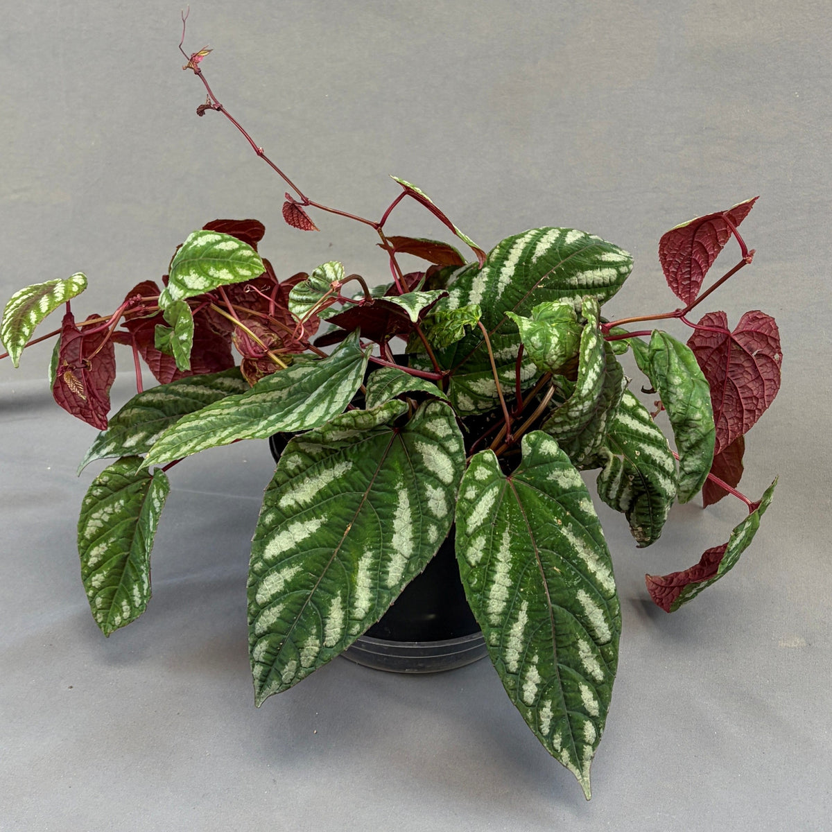 Rex Begonia Vine