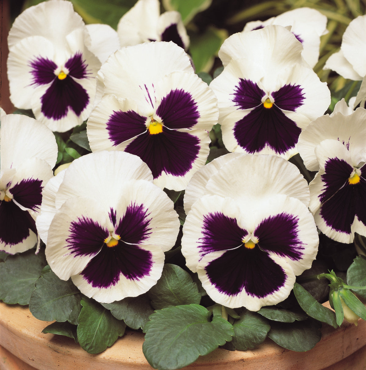Pansy