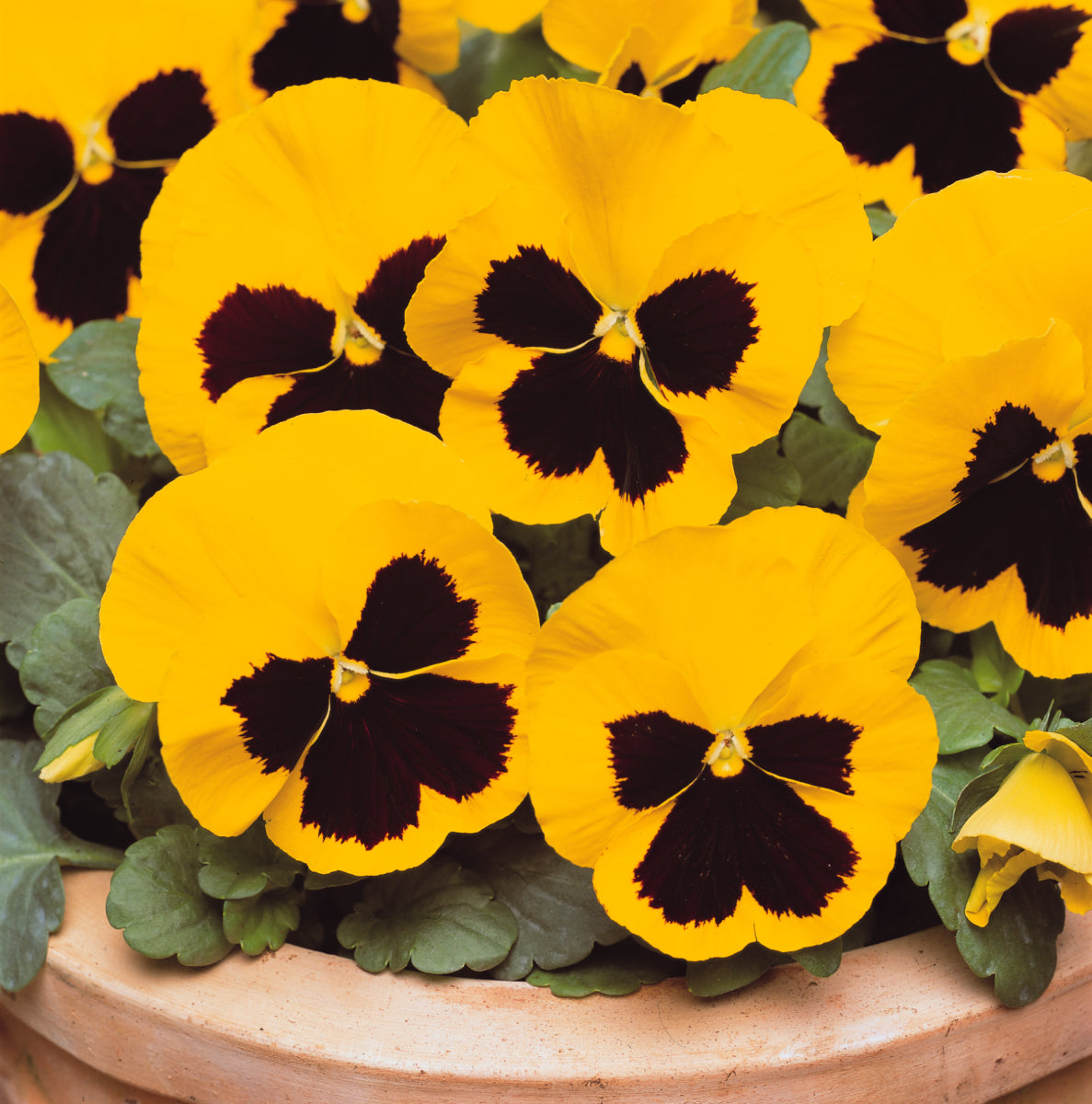 Pansy