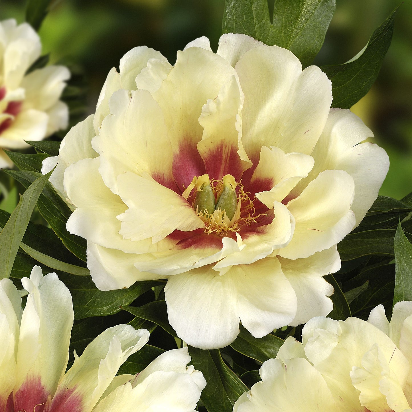 Itoh Peony 'Callie's Memory'