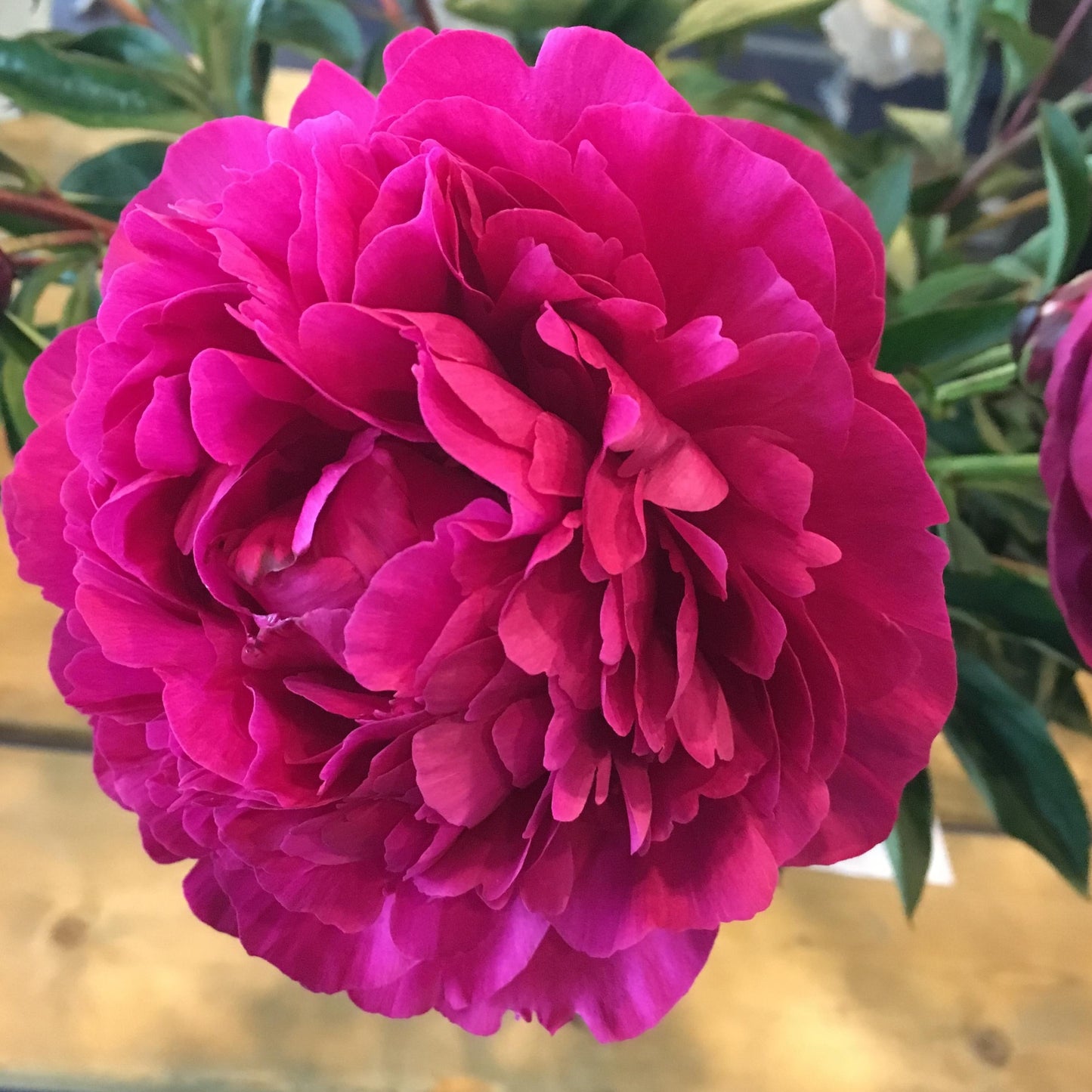 Peony 'Kansas'