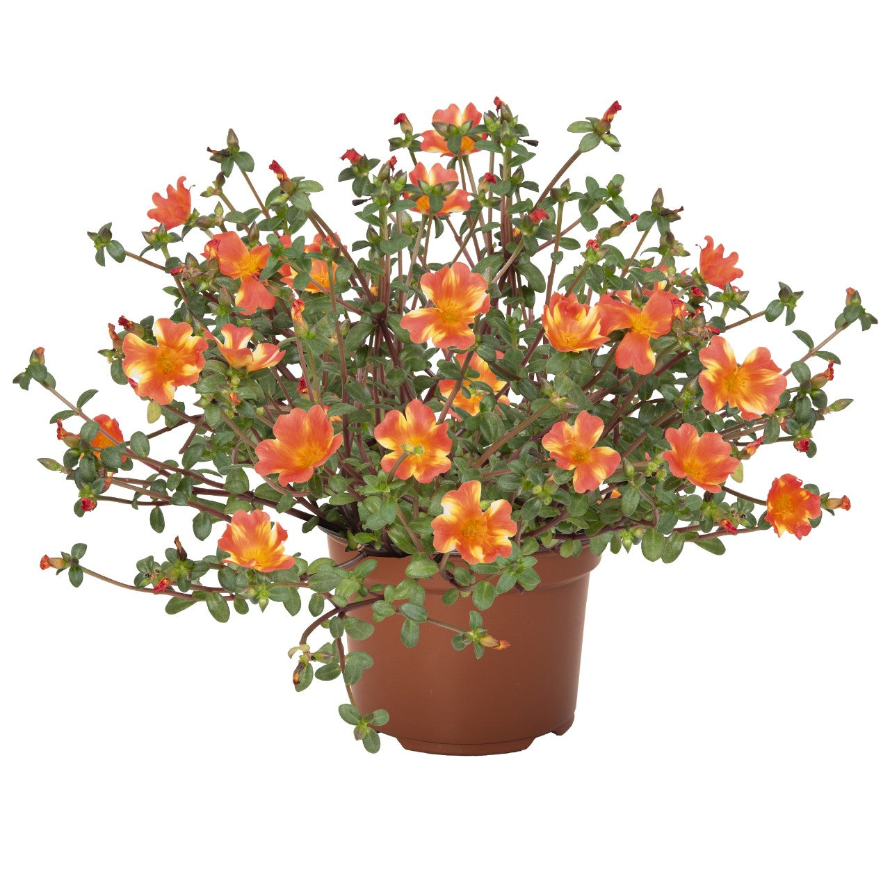 Portulaca 'Cupcake'