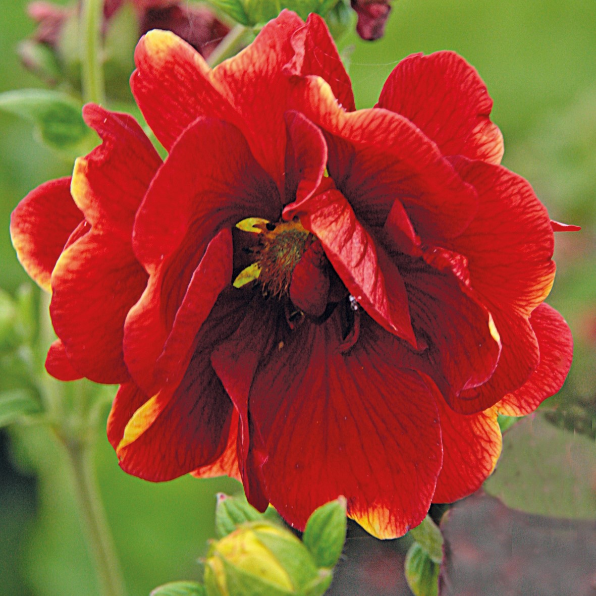 Cinquefoil 'Gibson's Scarlet'