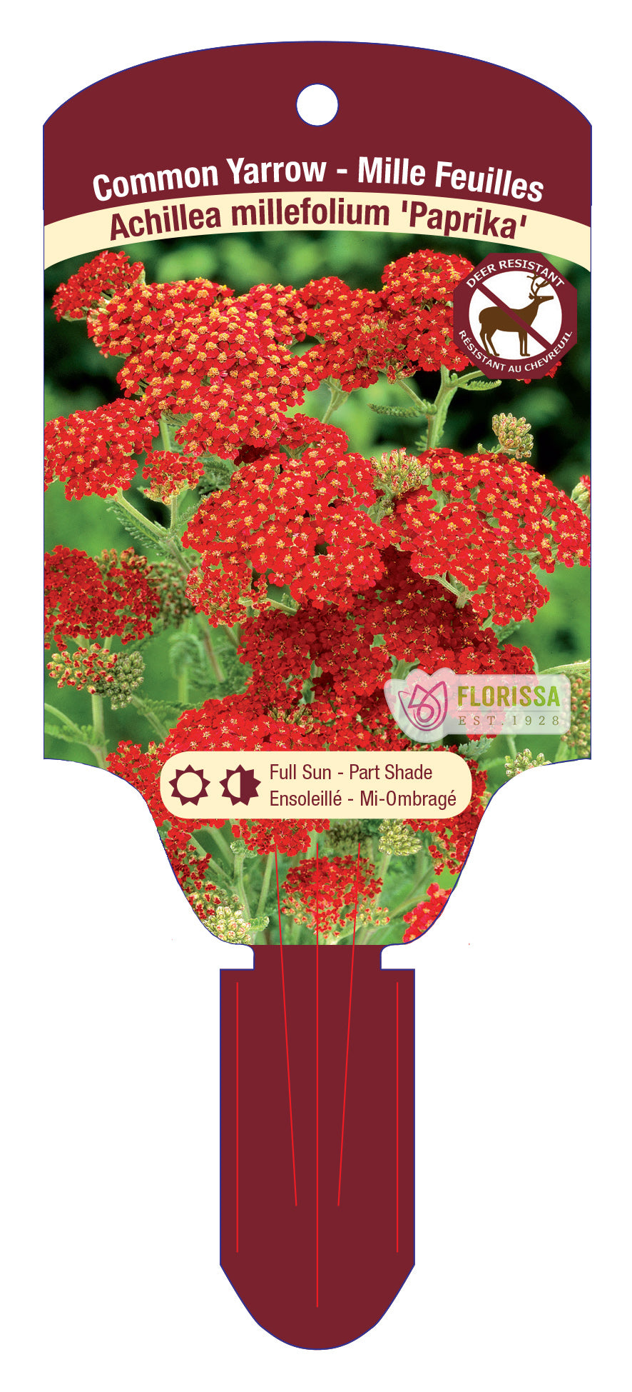 Yarrow