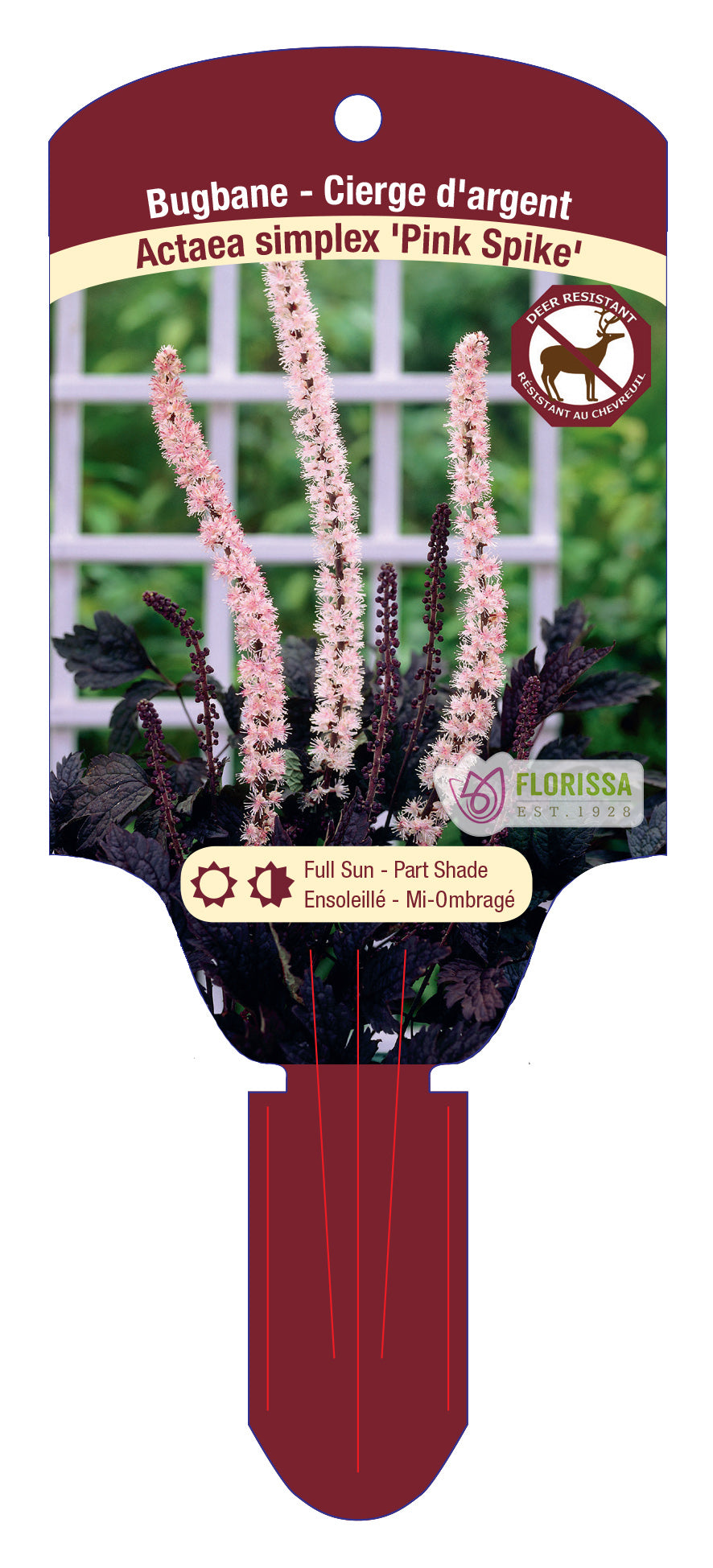 Actaea Pink Spike 1 Gallon Pot
