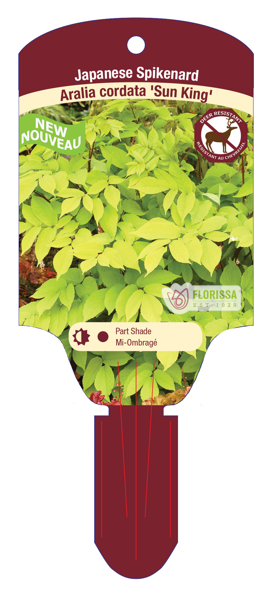 Aralia 'Sun King'