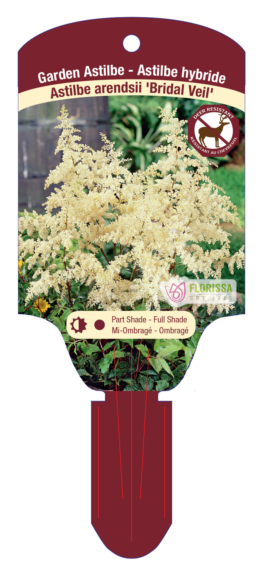 False Goat's Beard 'Bridal Veil'