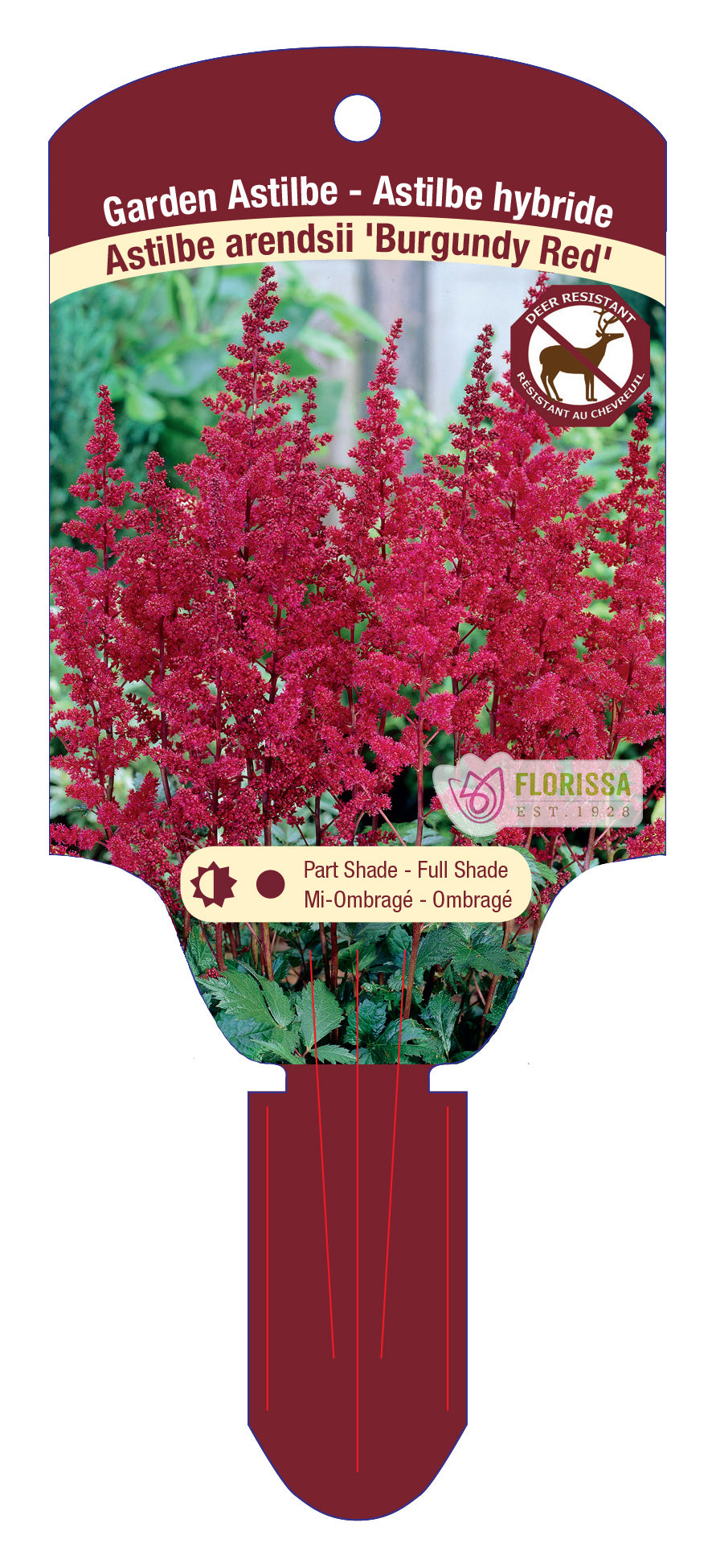 Garden Astilbe 'Burgundy Red'