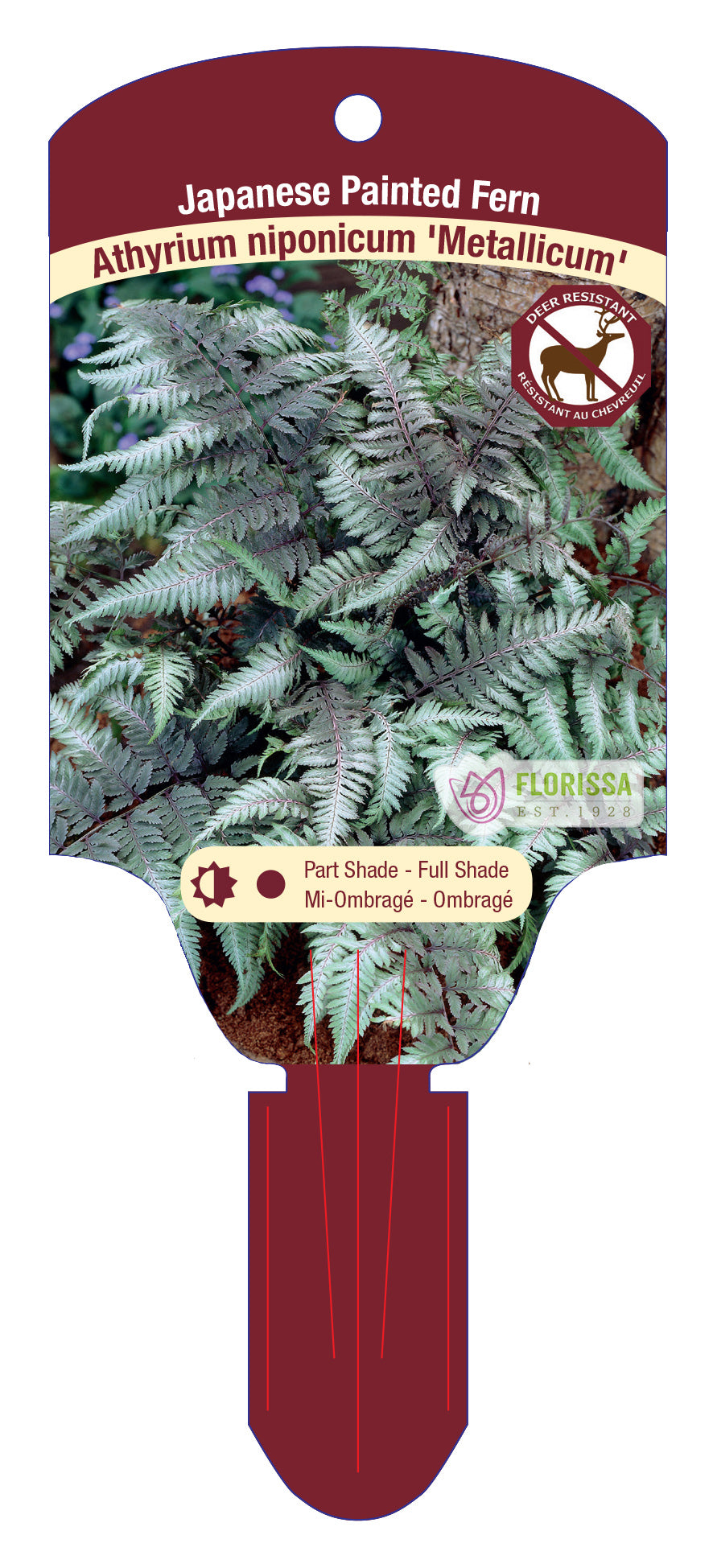 Japanese Painted Fern