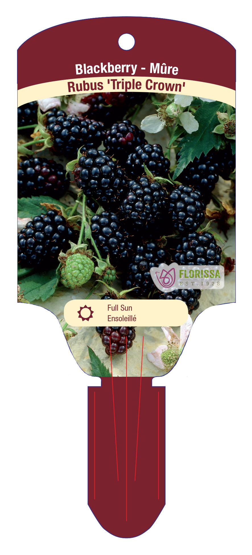 Blackberry Triple Crown (Thornless) 1 Gallon Pot