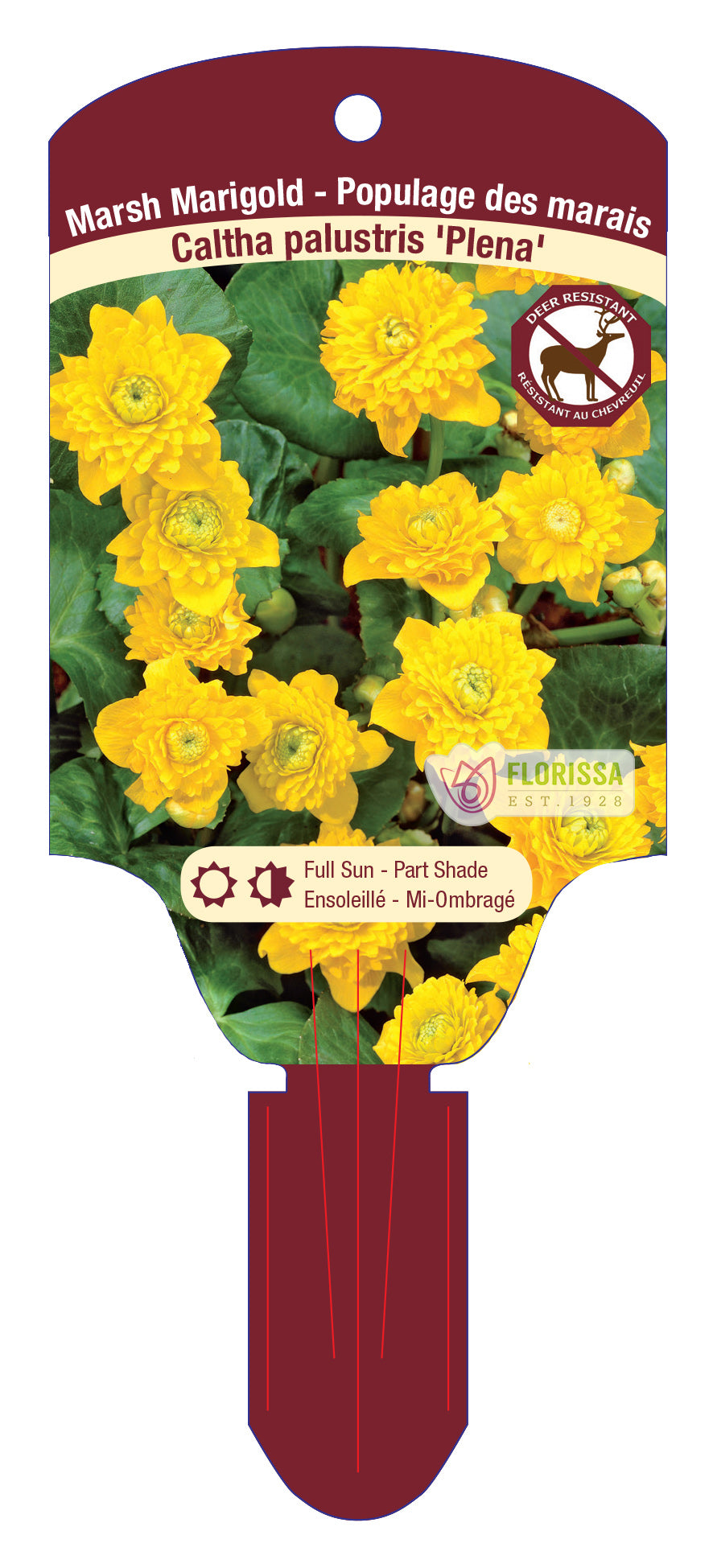Double Marsh Marigold