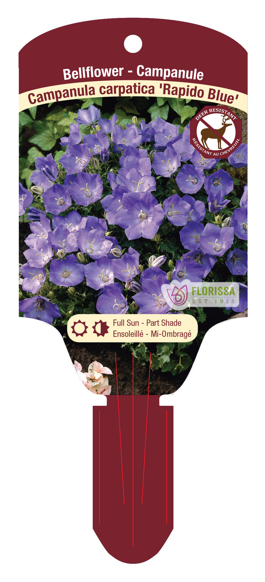 Bellflower 'Rapido'